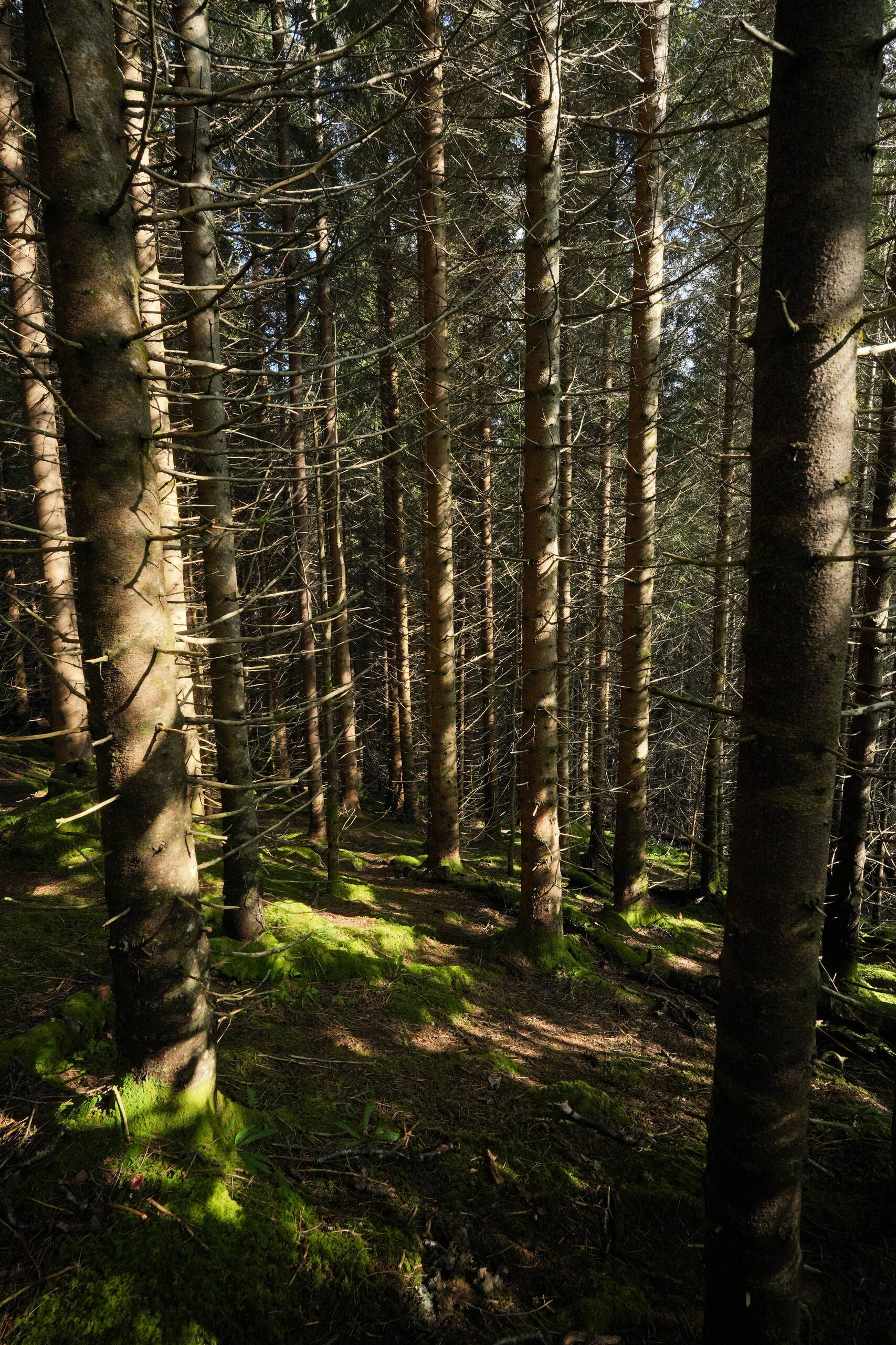 An image of spiky trees.